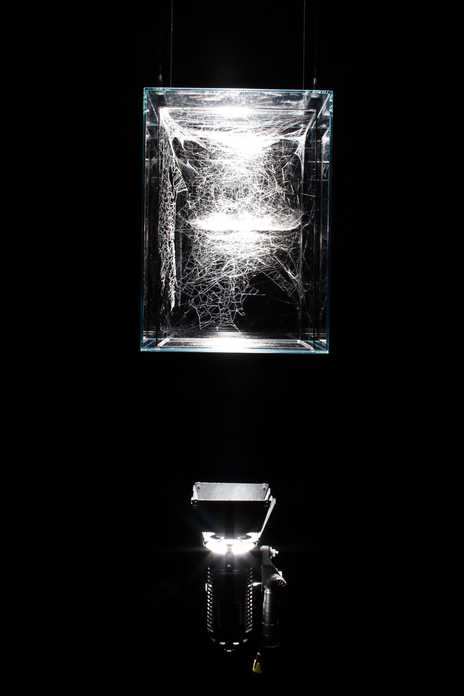 トマス・サラセーノ《孤立性、社会性、準社会性のハイブリッドな楽器「三角座」：1匹のシロホシヒメグモ（10日間）、イワガネグモ科のクモの小共同体（4ヶ月）、2匹のオワレスズミグモの子（2週間）によって制作されたもの（仮題）》2014,Photo by KIOKU Keizo