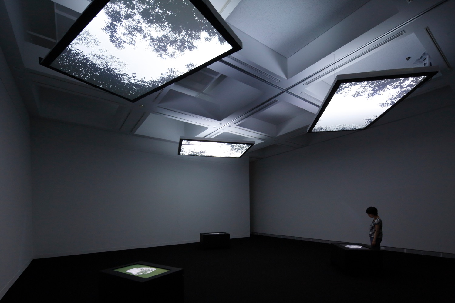 平川祐樹《Vanished Forest》2014,Photo by KIOKU Keizo