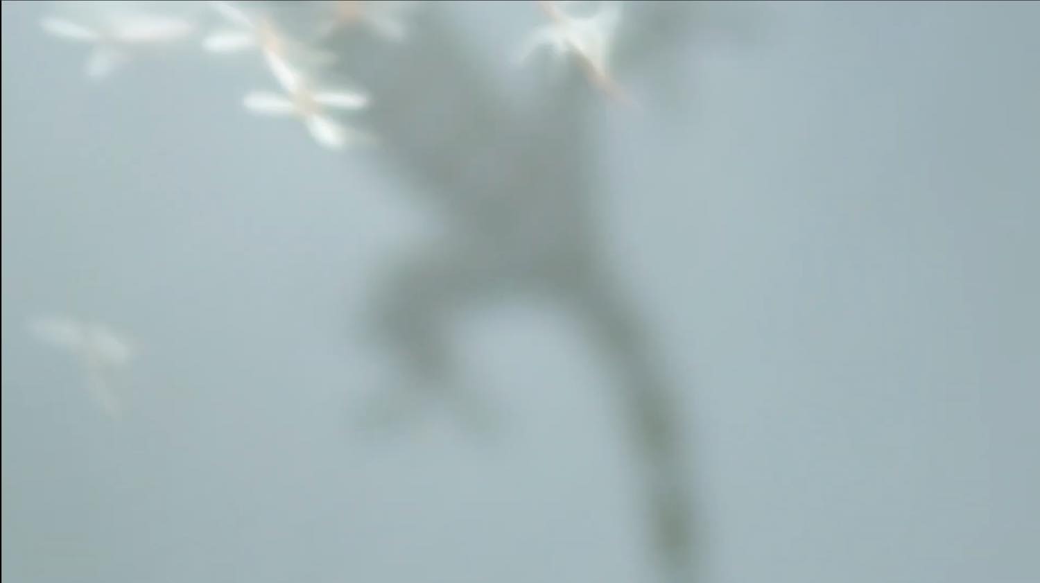 Akkarawin KRAIRIKSH 《Before The Garden》 2026