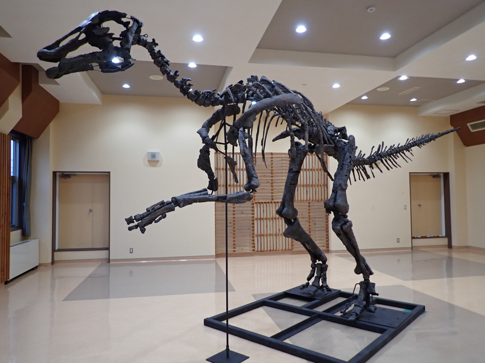 Image：<p>A Life-size Replica of Restored Skeleton of Mukawa dinosaur (Kamuysaurus japonicus)</p>
