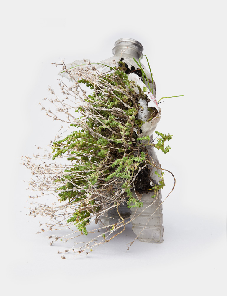 Image:Center for the Living Things